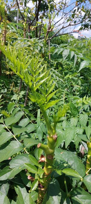 드릅 농장 임규남님의 두릅 · 수확 작성글 사진