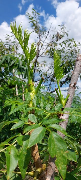 드릅 농장 임규남님의 두릅 · 수확 작성글 사진