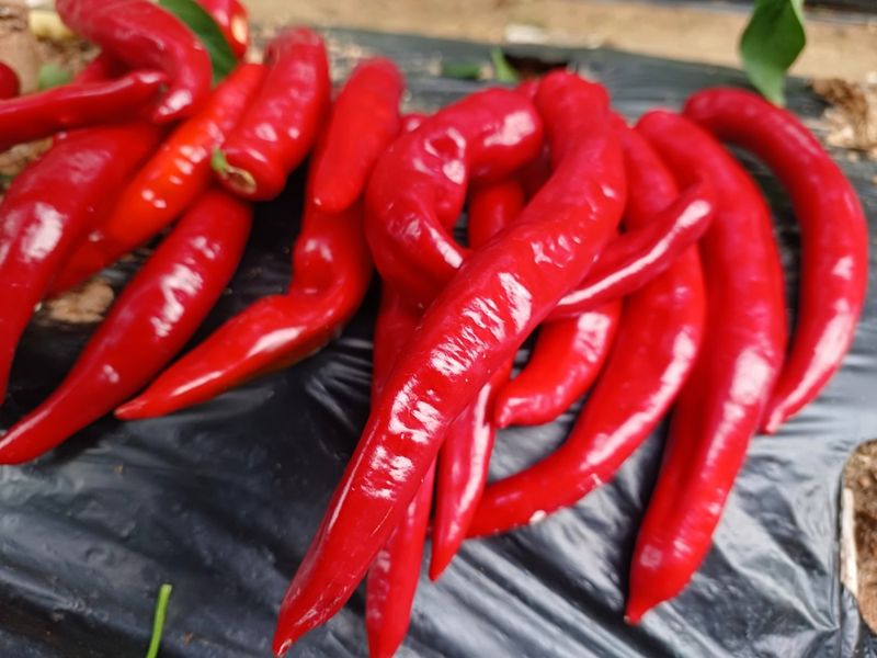 장터 상품 [고추가루 (4.5kg)] 썸네일