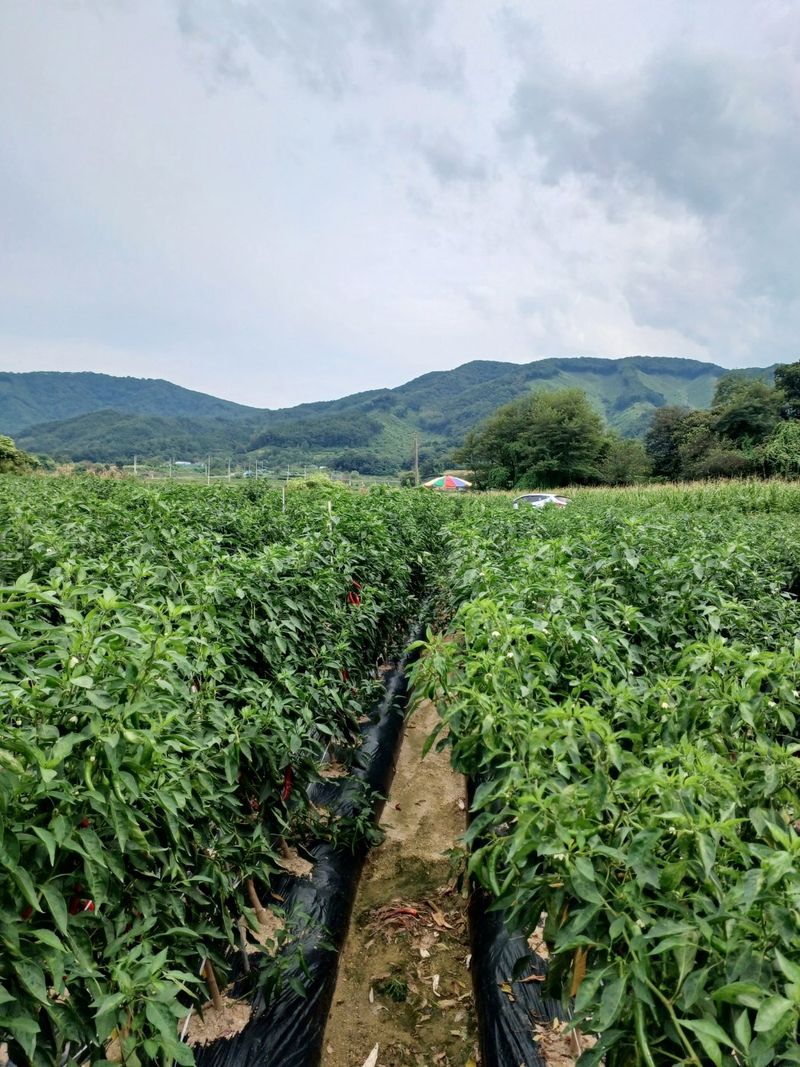 송은지님의 장터 판매 상품 [고추가루 (4.5kg)] 첨부 사진