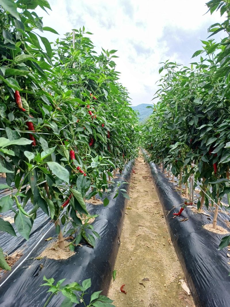 송은지님의 장터 판매 상품 [고추가루 (4.5kg)] 첨부 사진