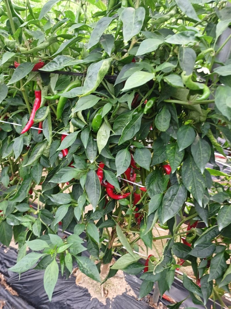 송은지님의 장터 판매 상품 [고추가루 (4.5kg)] 첨부 사진