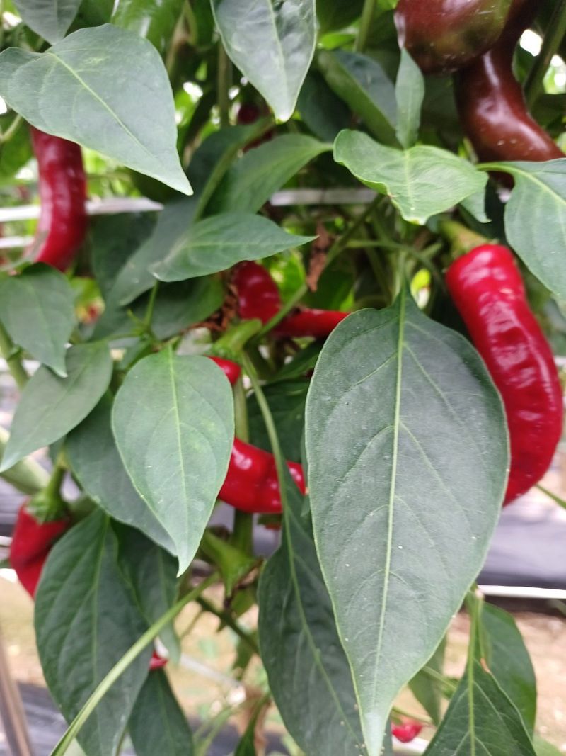 송은지님의 장터 판매 상품 [고추가루 (4.5kg)] 첨부 사진