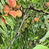 팜모닝 오이·자유게시판 게시글 이미지