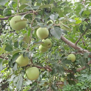 보리님의 오이 · 자유게시판 작성글 사진