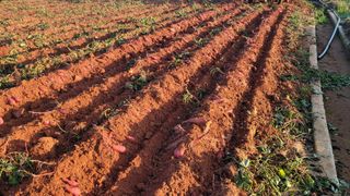 무안선유농원님의 고구마 · 자유게시판 작성글 사진