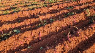 무안선유농원님의 고구마 · 자유게시판 작성글 사진