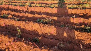 무안선유농원님의 고구마 · 자유게시판 작성글 사진