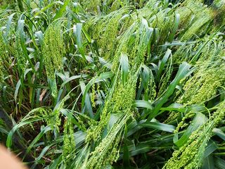 초록봉님의 9월 내 작물 자랑하기 · 참여글 작성글 사진