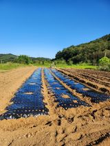 팜모닝 복숭아·영농일지 게시글 이미지