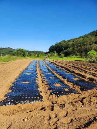 최병훈님의 복숭아 · 영농일지 작성글 사진
