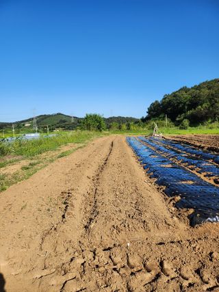 최병훈님의 복숭아 · 영농일지 작성글 사진