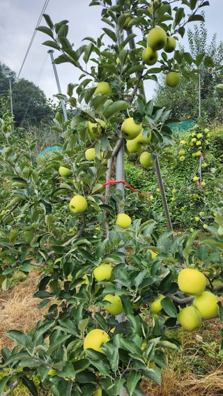 황금농원님의 9월 내 작물 자랑하기 · 참여글 작성글 사진