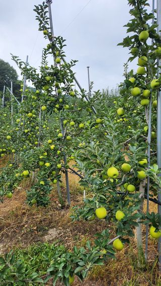 황금농원님의 9월 내 작물 자랑하기 · 참여글 작성글 사진