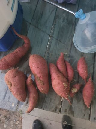 표고버섯17053님의 9월 내 작물 자랑하기 · 참여글 작성글 사진