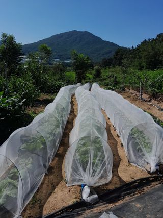 행복의집1592님의 9월 내 작물 자랑하기 · 참여글 작성글 사진