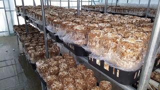 김민화님의 시금치 · 일상 작성글 사진