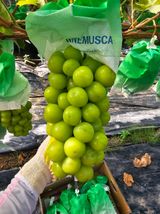 팜모닝 9월 내 작물 자랑하기·참여글 게시글 이미지