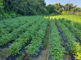 정태권님의 들깨 · 자유게시판 작성글 사진