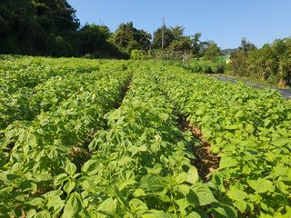 정태권님의 들깨 · 자유게시판 작성글 사진