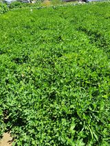 팜모닝 9월 내 작물 자랑하기·참여글 게시글 이미지