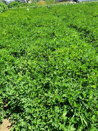 조정구님의 9월 내 작물 자랑하기 · 참여글 작성글 사진