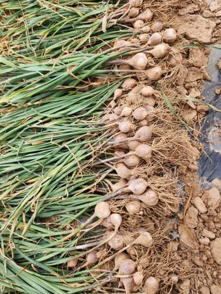 김성원님의 마늘 · 일상 작성글 사진