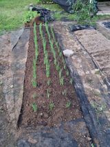 팜모닝 토마토·영농일지 게시글 이미지