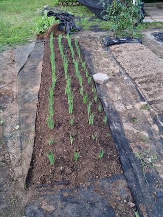 서후님의 토마토 · 영농일지 작성글 사진