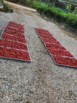 팜모닝 고추·수확 게시글 이미지