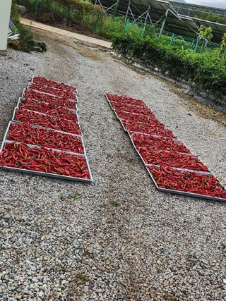 박준호님의 고추 · 수확 작성글 사진