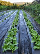 팜모닝 배추·결구기 농작업 게시글 이미지