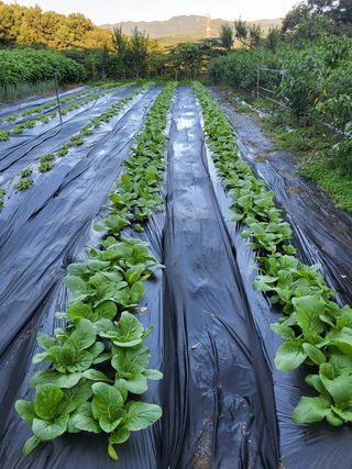 노근술님의 배추 · 결구기 농작업 작성글 사진