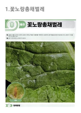 대산농사대장님의 배추 · 병해충상담 작성글 사진