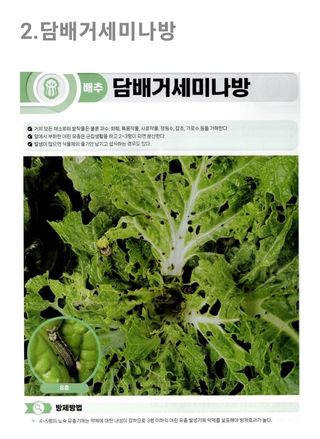 대산농사대장님의 배추 · 병해충상담 작성글 사진