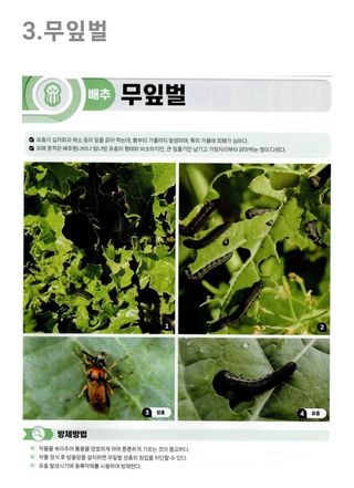 대산농사대장님의 배추 · 병해충상담 작성글 사진