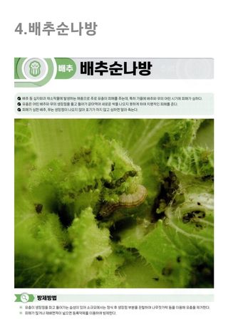 대산농사대장님의 배추 · 병해충상담 작성글 사진