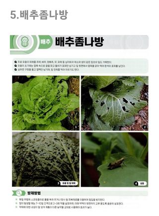 대산농사대장님의 배추 · 병해충상담 작성글 사진