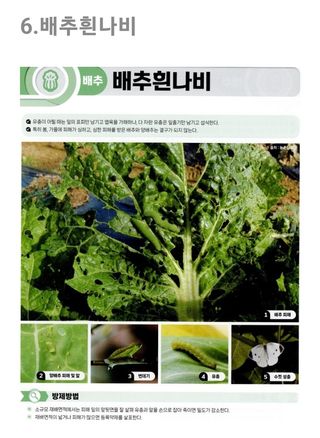 대산농사대장님의 배추 · 병해충상담 작성글 사진