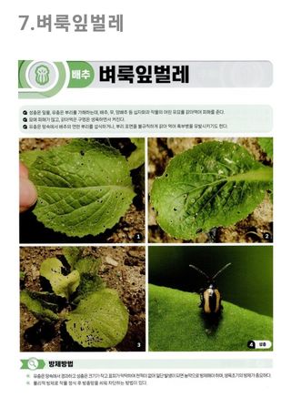 대산농사대장님의 배추 · 병해충상담 작성글 사진