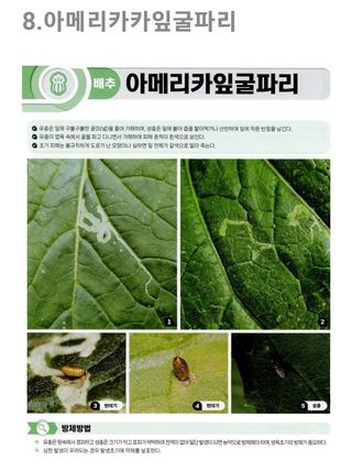 대산농사대장님의 배추 · 병해충상담 작성글 사진