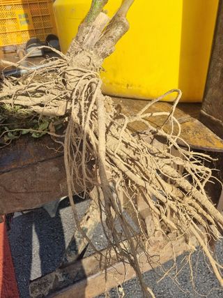 이호성님의 두릅 · 수확 작성글 사진