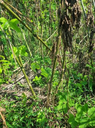 이호성님의 두릅 · 수확 작성글 사진