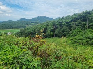 이호성님의 두릅 · 수확 작성글 사진