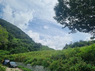 이호성님의 두릅 · 수확 작성글 사진