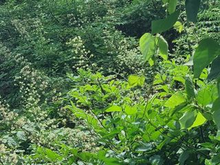 이호성님의 두릅 · 수확 작성글 사진