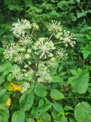 이호성님의 두릅 · 수확 작성글 사진