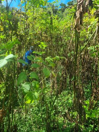 이호성님의 두릅 · 수확 작성글 사진