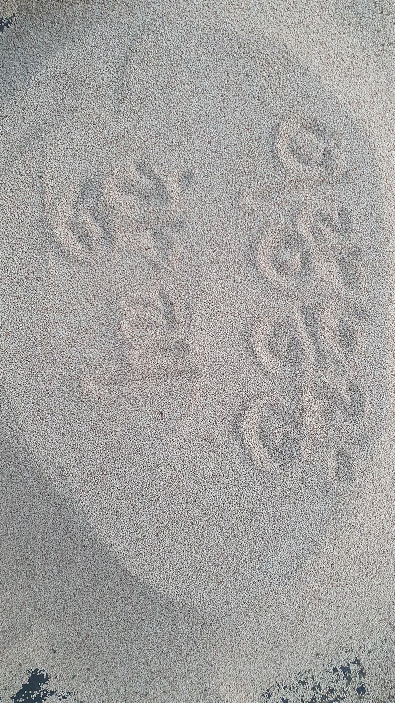 (이랑농장)김재한님의 장터 판매 상품 [25년 햇 참깨 6키로 185,000] 첨부 사진