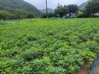 이정희님의 기타작물 · 자유게시판 작성글 사진